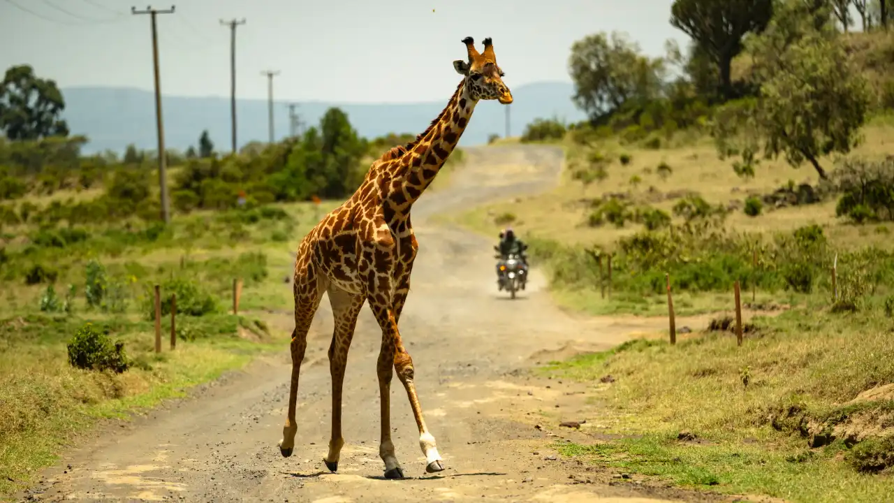 5 Facts About Safari Rally Kenya 2026 You Should Know