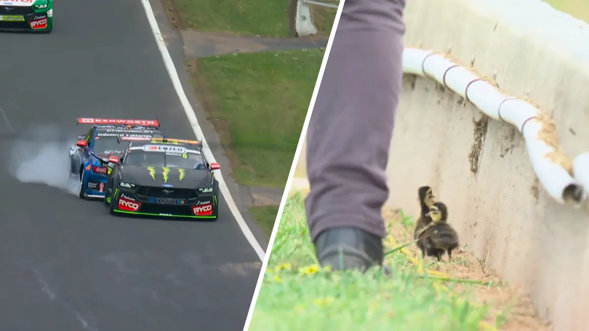 Rogue Ducks Trigger Dramatic Supercars Crash for Champions