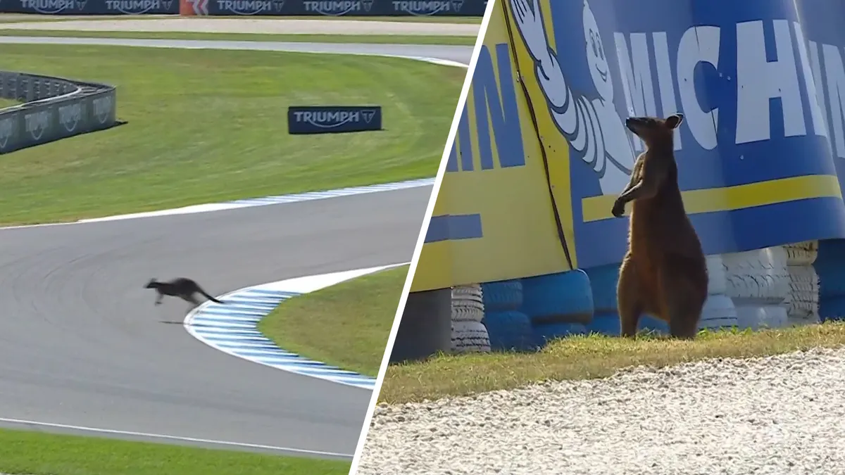 Wild Wallaby and Red Flag Drama Interrupt 2026 Australian MotoGP Practice